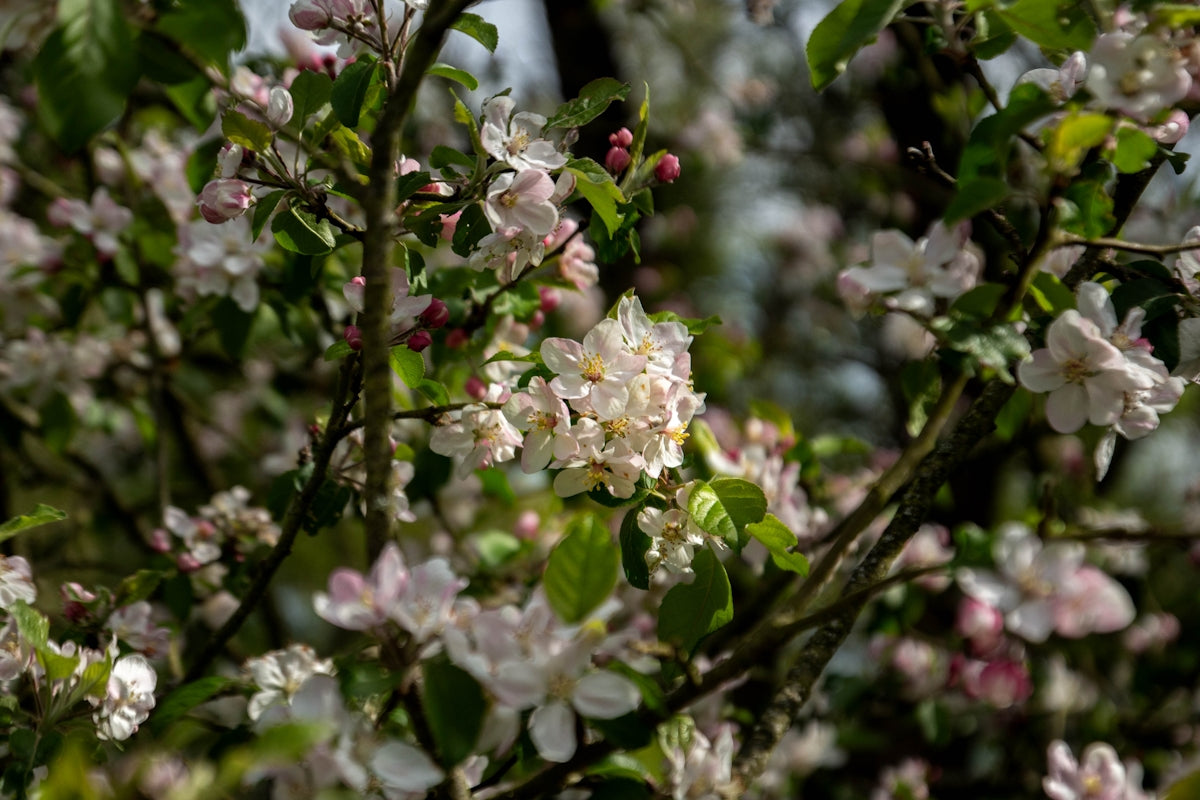 a bunch of flowers that are on a tree