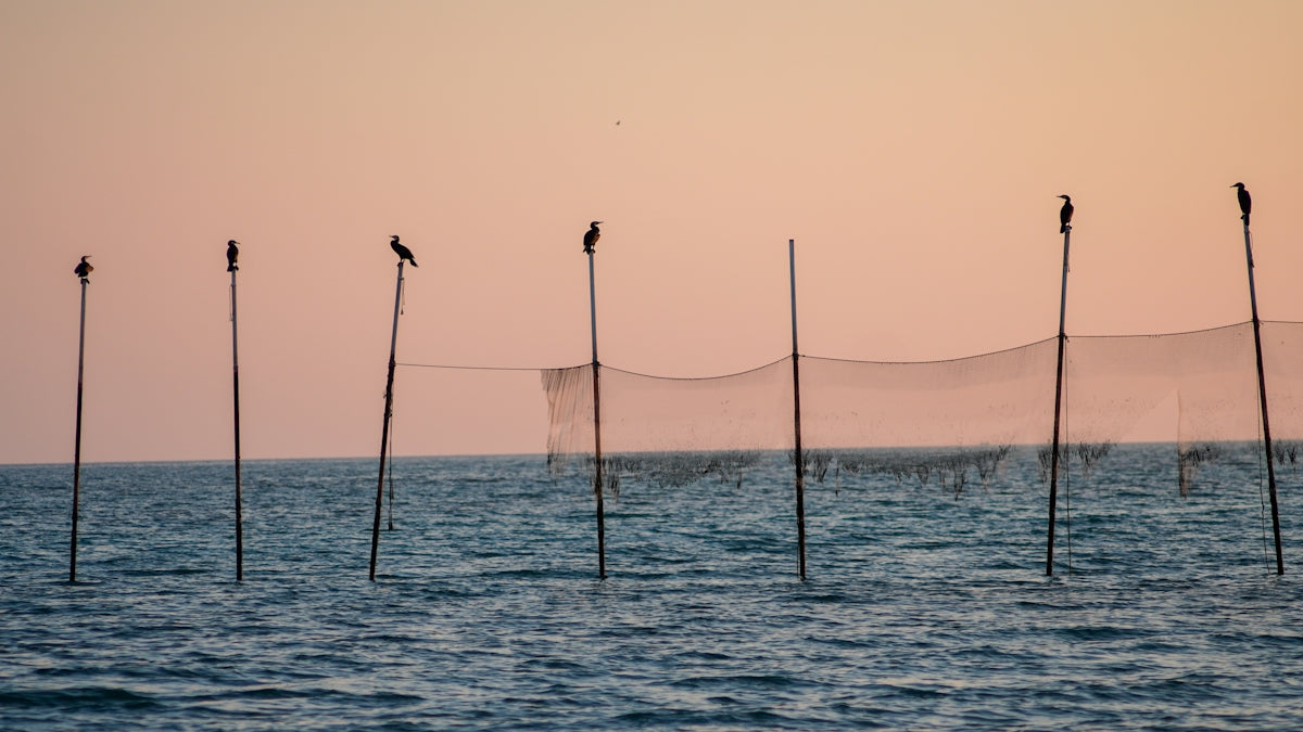 Birds perch on poles near a fishing net.